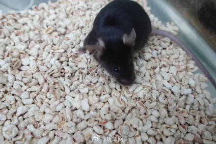 叫啥名字好？太空小鼠在线征名