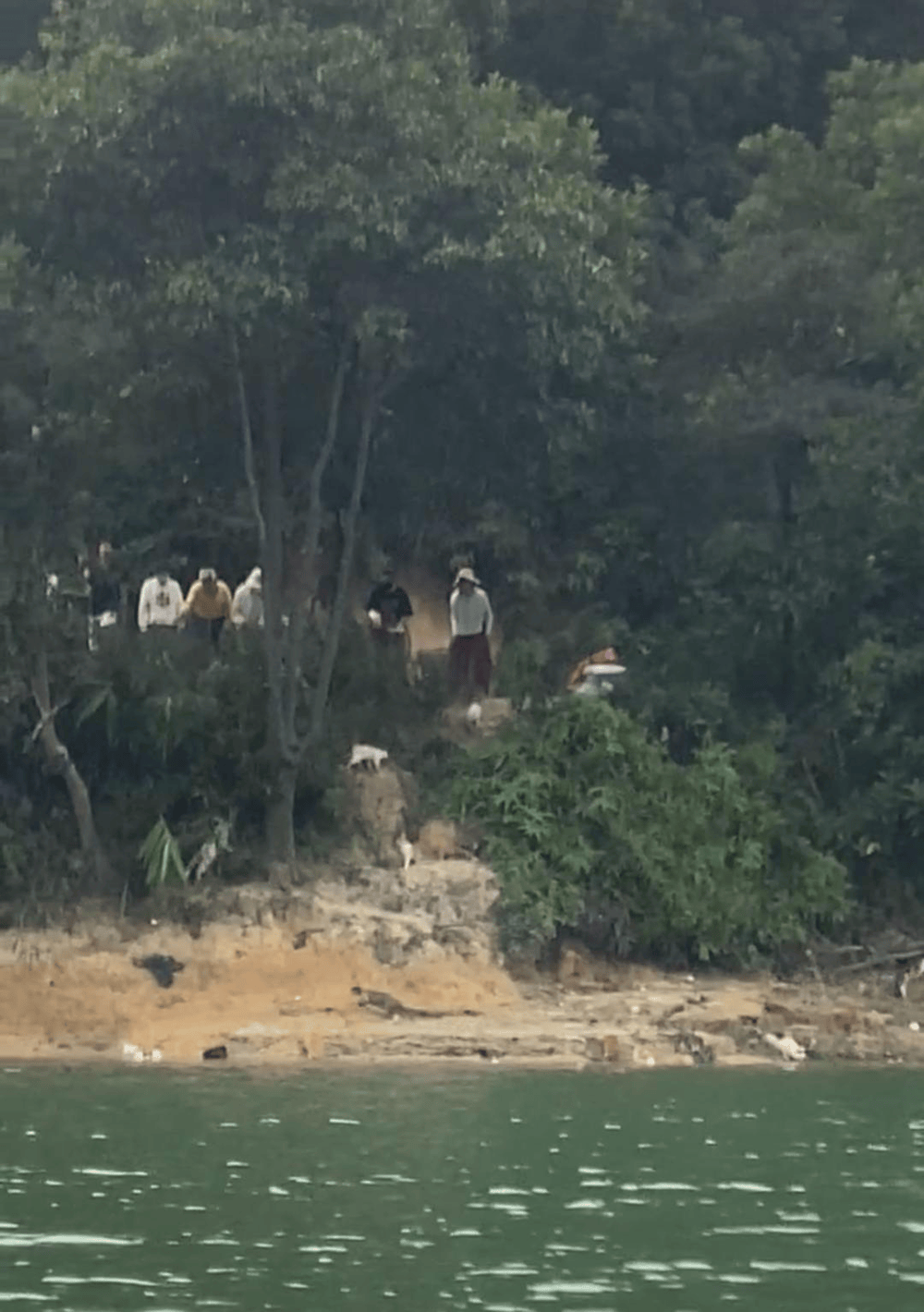 马上评｜水库放生猫，这哪里是“善”