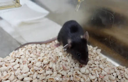 叫啥名字好？太空小鼠在线征名