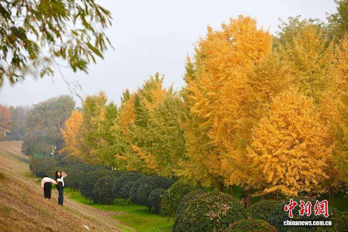 陕西西安:银杏林由绿转黄吸引市民游玩