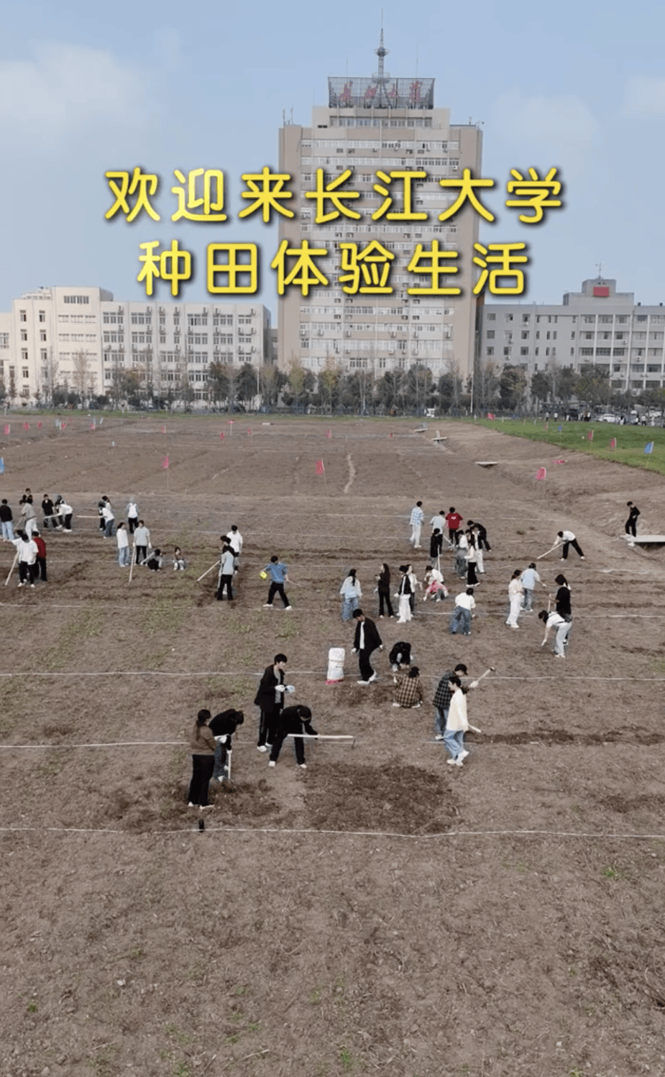 湖北某大学的学生在校园里“挖呀挖”。学校称