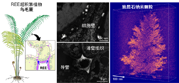 关于稀土,有重要新发现