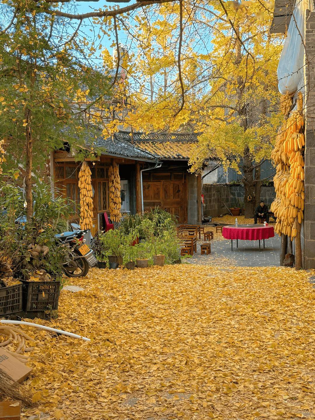 阳光宠爱的小城银杏村：温泉上的千年美境