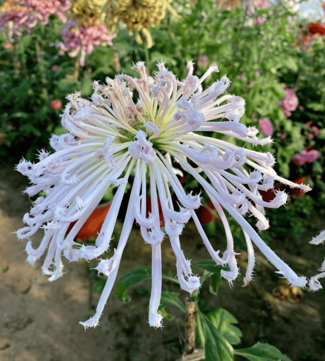 斗草雅集・第五期:菊花