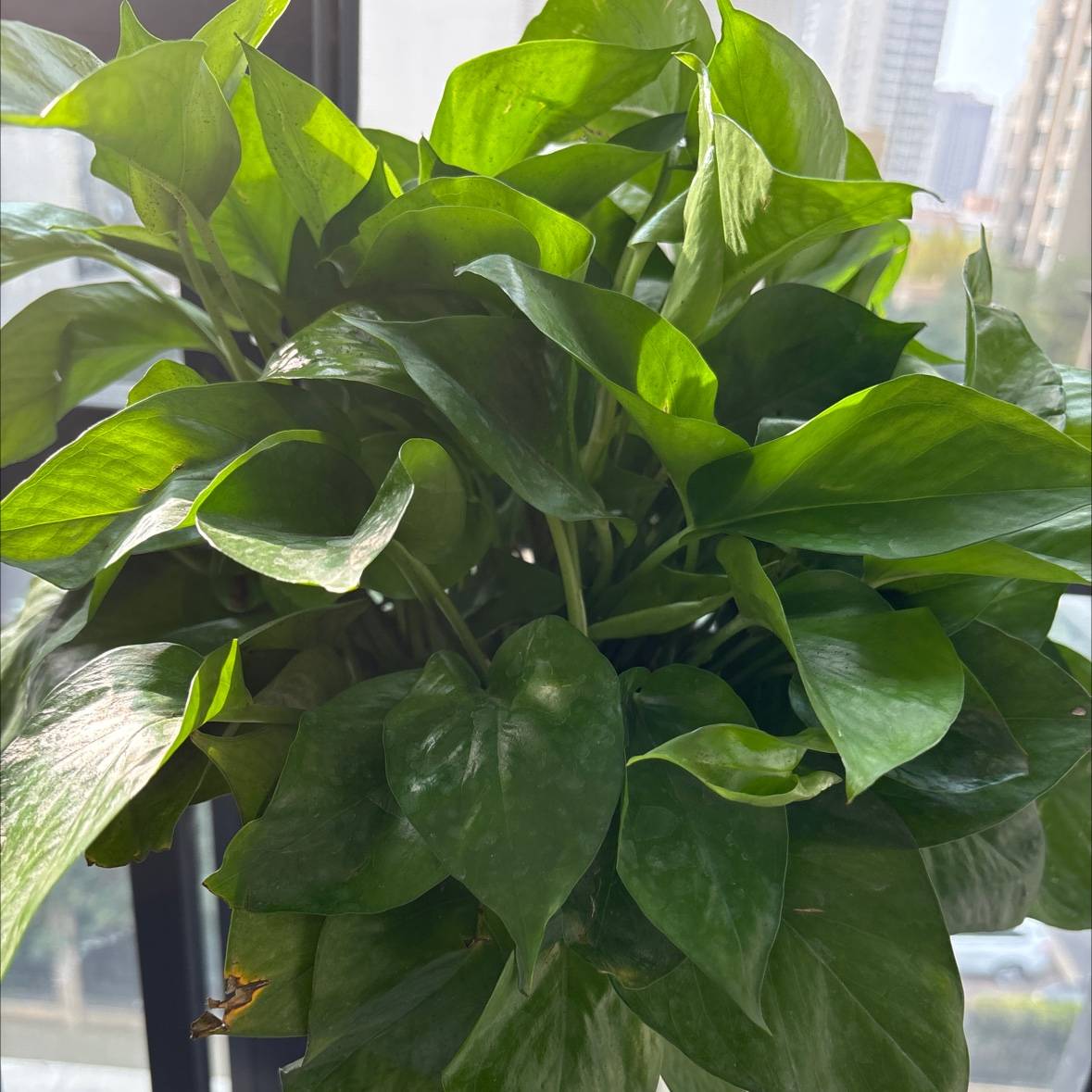 卡利亚里主场迎战AC米兰