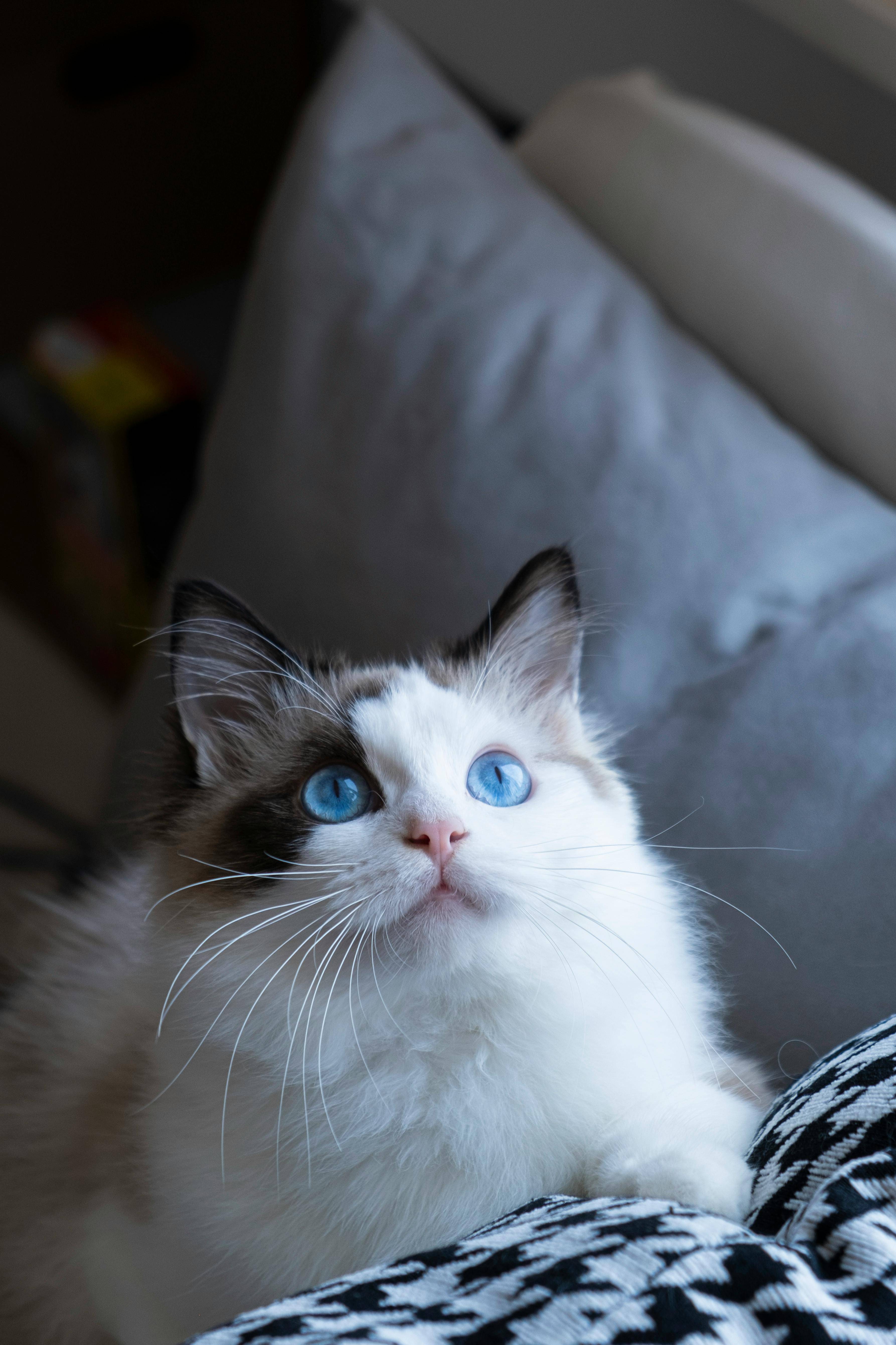 暹罗猫:你不知道的黏人小天使,真相竟是这样!