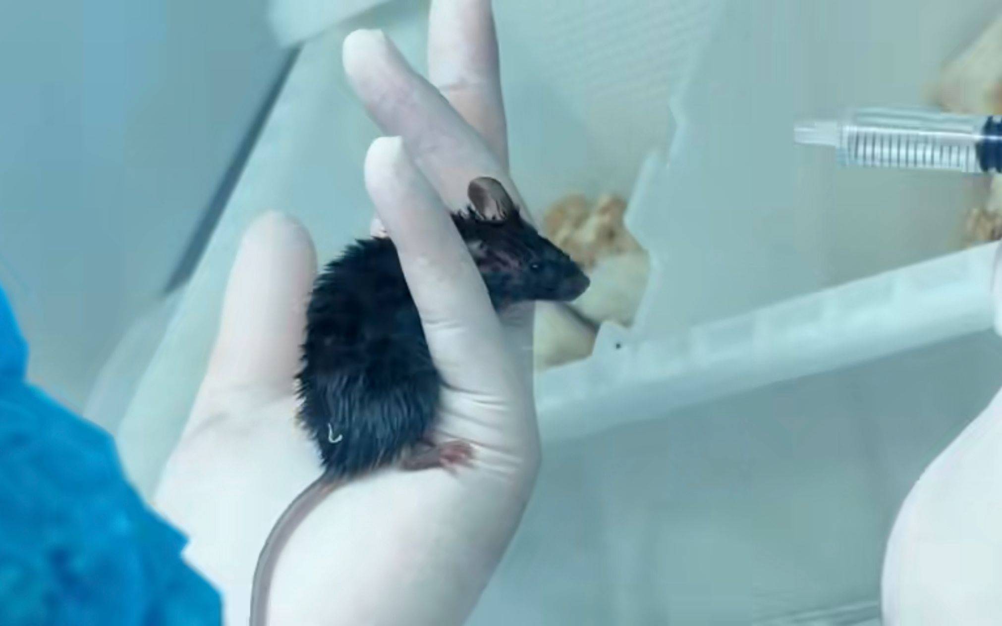 小鼠等空间站第九批科学实验样品返回,约46.67公斤