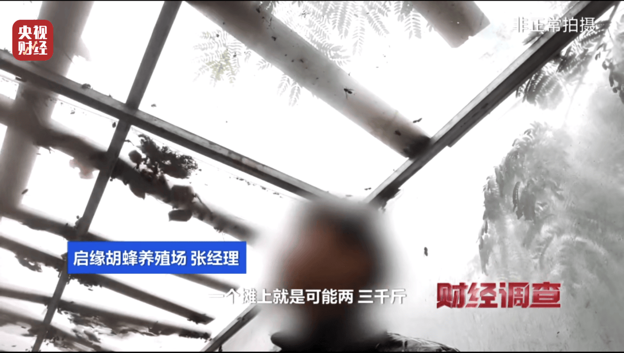 “杀人蜂”散养山头,无序滥养亟待监管,总台《财经调查》曝光→ “杀人蜂”散养山头,无序滥养亟待监管,总台《财经调查》曝光→