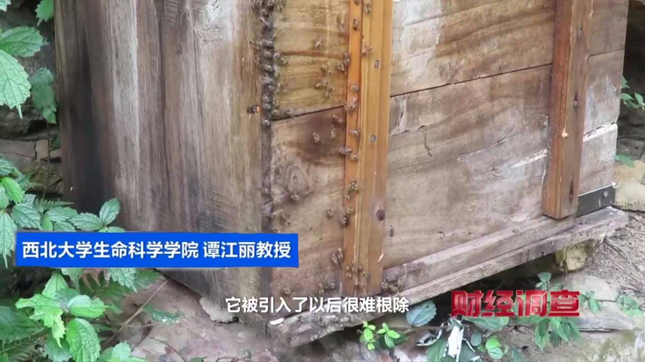 “杀人蜂”散养山头,无序滥养亟待监管,总台《财经调查》曝光→ “杀人蜂”散养山头,无序滥养亟待监管,总台《财经调查》曝光→