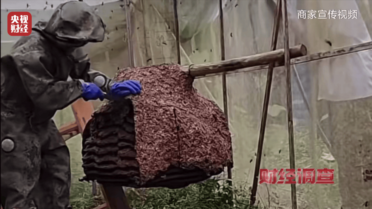 “杀人蜂”散养山头,无序滥养亟待监管,总台《财经调查》曝光→ “杀人蜂”散养山头,无序滥养亟待监管,总台《财经调查》曝光→