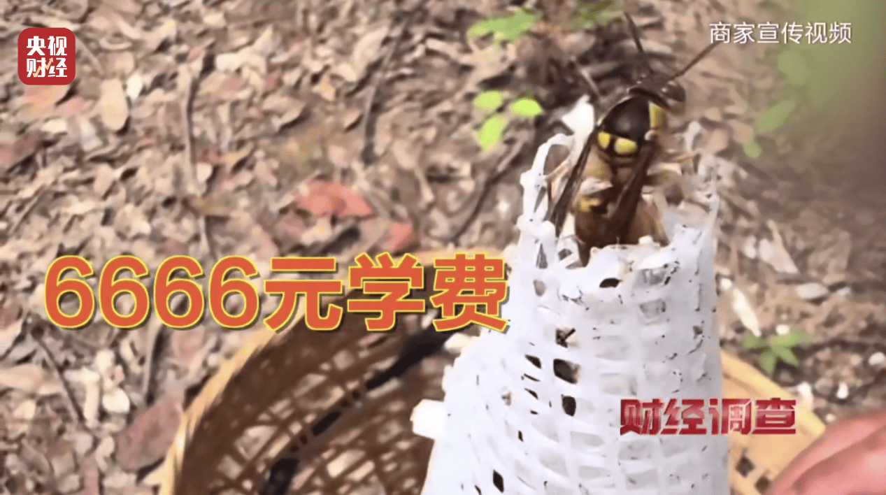 “杀人蜂”散养山头,无序滥养亟待监管,总台《财经调查》曝光→ “杀人蜂”散养山头,无序滥养亟待监管,总台《财经调查》曝光→