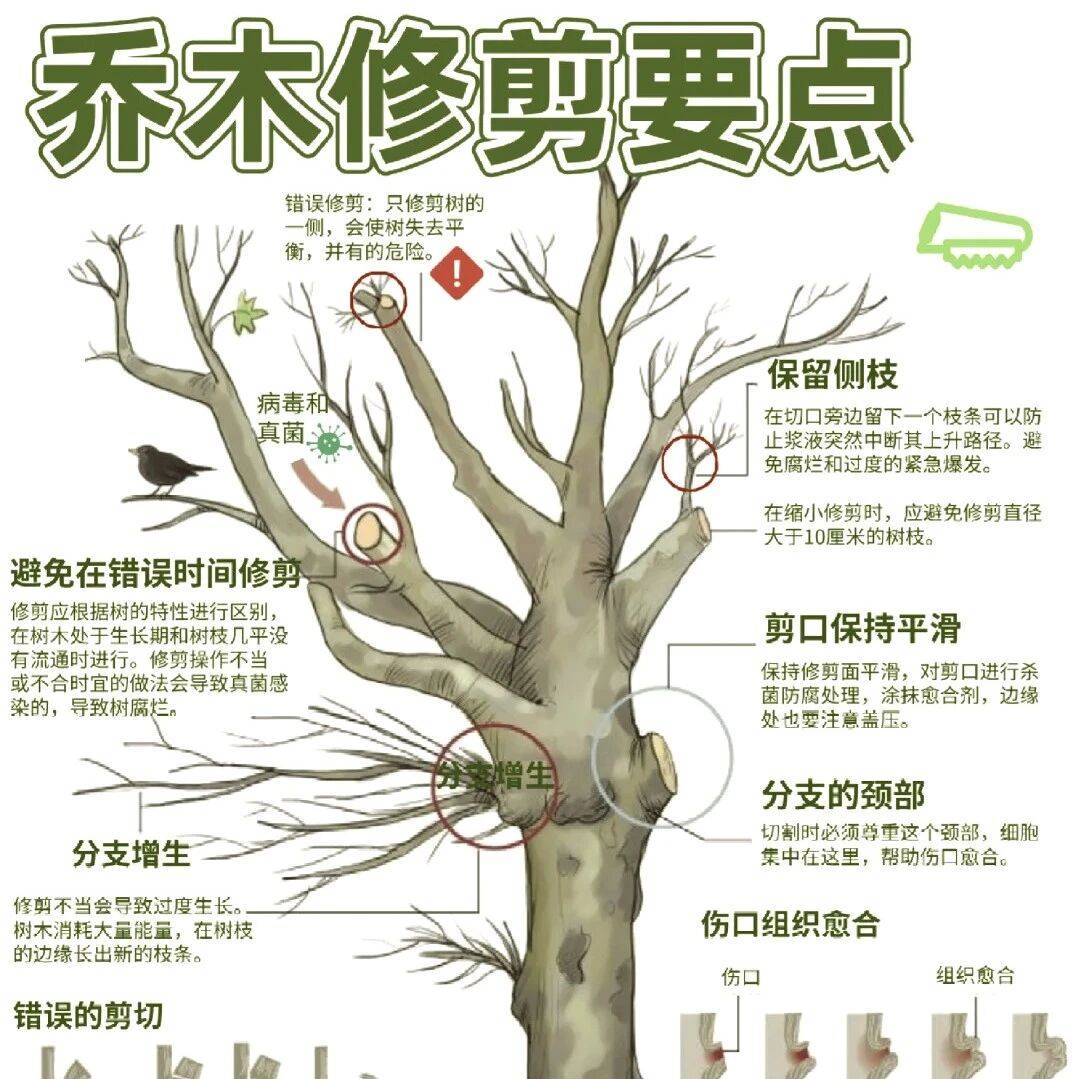 乔木修剪技术_进行_枝条_树种