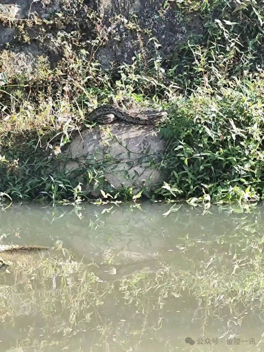 丰顺又发现大蛇