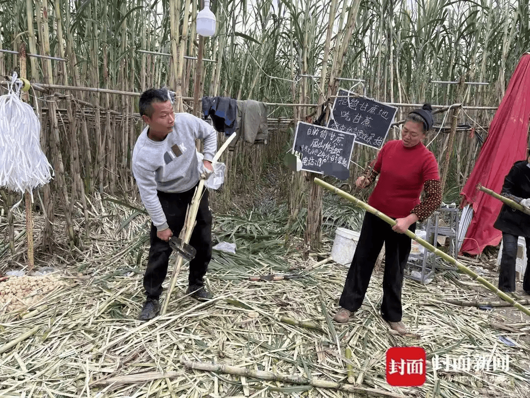 四川眉山“偷甘蔗”活动引发热议，每人2.99元的入场费，但现场大量甘蔗被浪费，有人拿了不给钱，已连亏两天