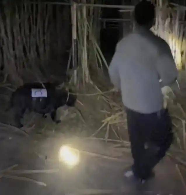 人和狗都累瘫了！9.9元的偷甘蔗爆火，老板：情况有点失控