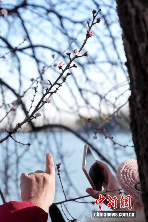 北京颐和园现“春花冬开”景象 北京颐和园现“春花冬开”景象