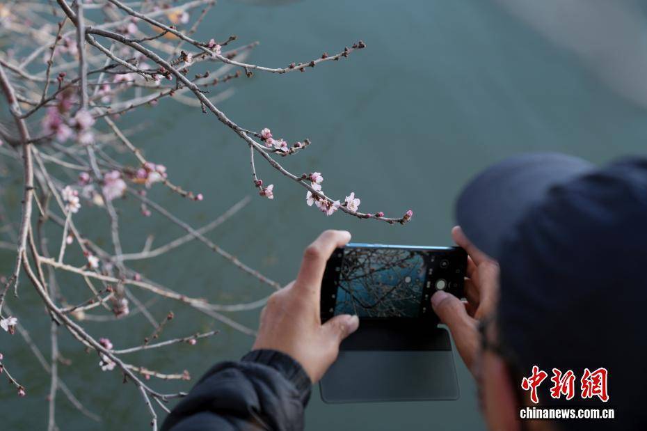 北京颐和园现“春花冬开”景象 北京颐和园现“春花冬开”景象