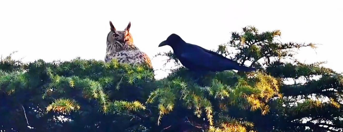 天坛公园雕鸮为啥被乌鸦、灰喜鹊驱赶？园方科普释疑
