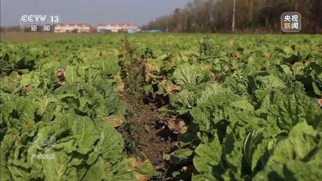 155元一棵白菜和9毛一斤的白菜一样?央视起底套牌菜