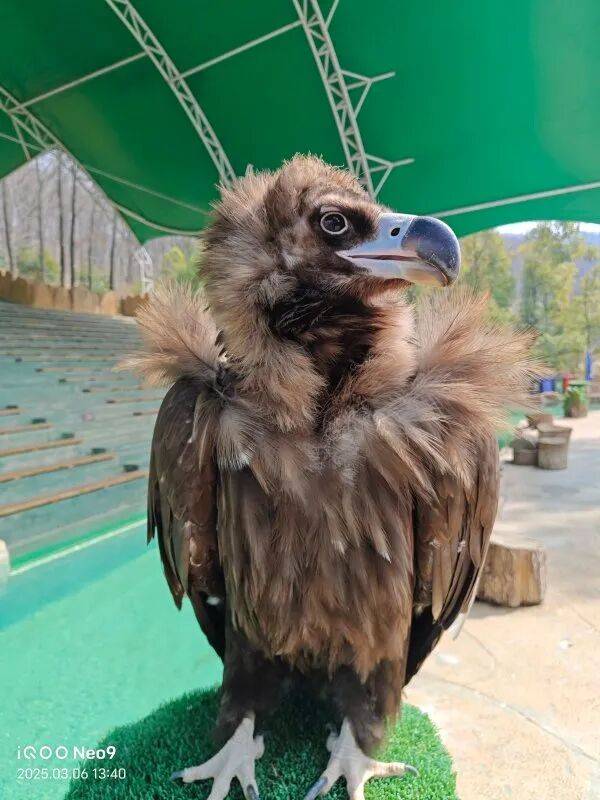 饲养员回应秃鹫蹦蹦跳跳“上班”:它是老员工,每天只上班一分钟,蹦跳是心情愉悦的表现