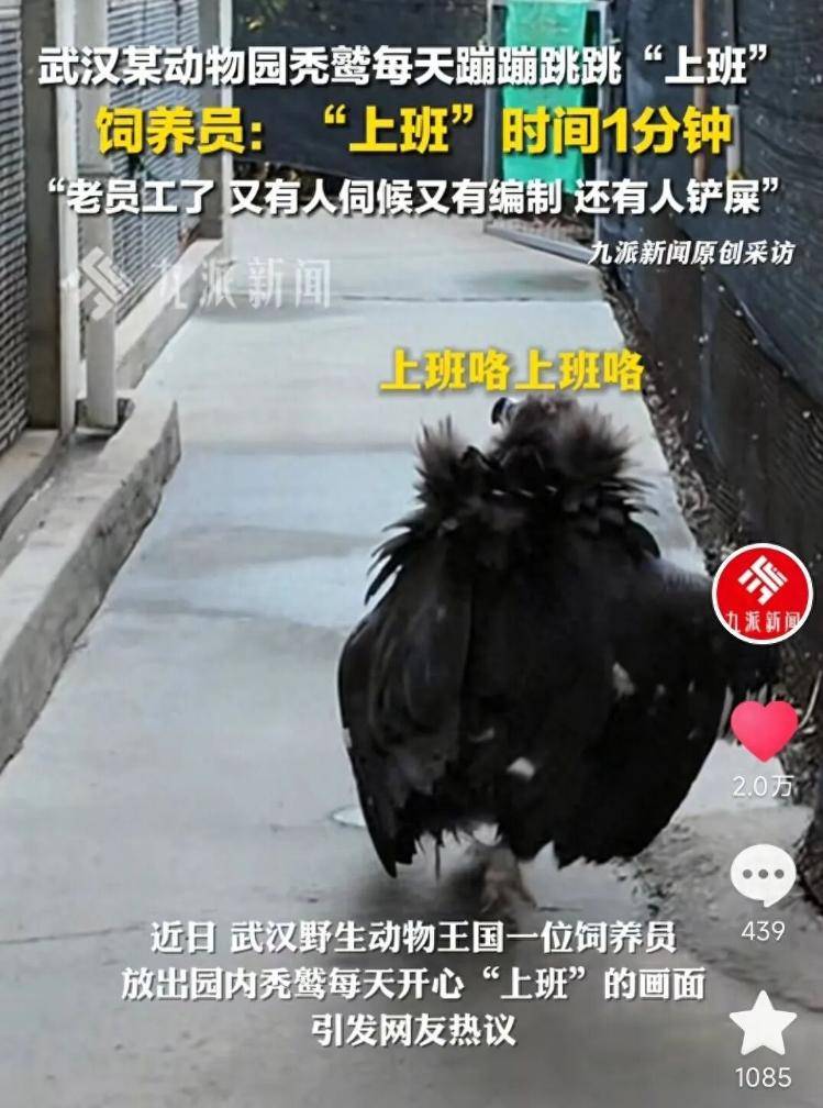 饲养员回应秃鹫蹦蹦跳跳“上班”:它是老员工,每天只上班一分钟,蹦跳是心情愉悦的表现