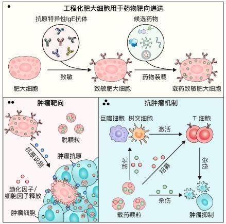 中国科学家，发现抗癌“新利器”