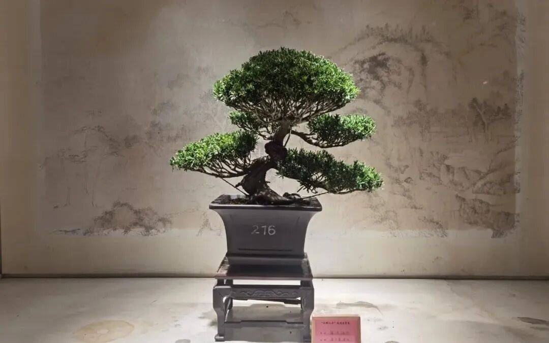 扬州市"英才培育计划"培育对象,扬派盆景技艺市级代表性传承人,江苏省