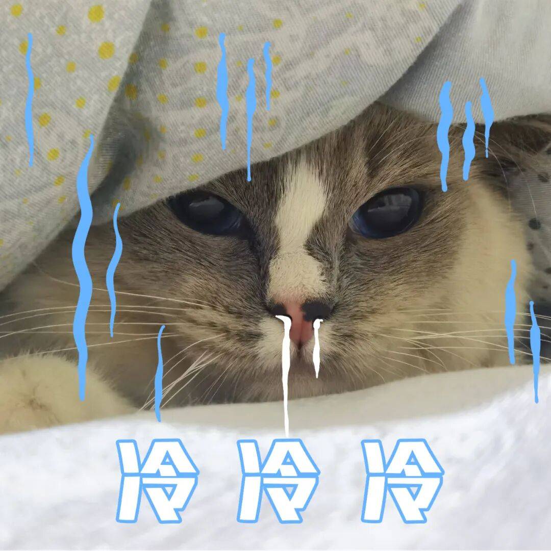 猫蹦迪gif