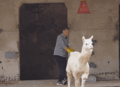 一胖成名!这家动物园,没有动物,全是"猪"宝宝