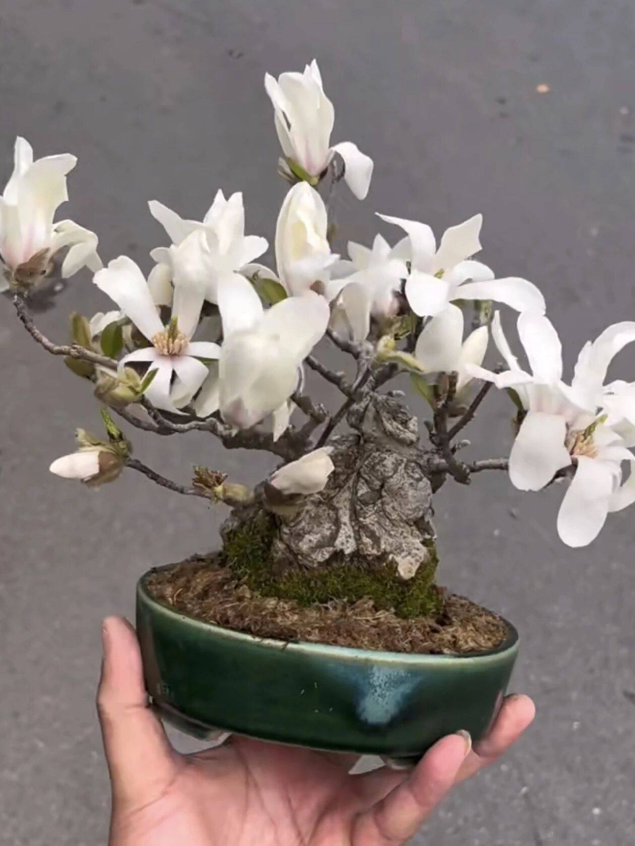 “先花后叶”姬辛夷盆景_枝桠_叶芽_脾气