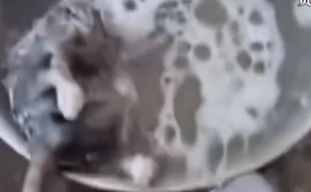 “汤里捞出疑似老鼠尸体”,官方:立即停业整改