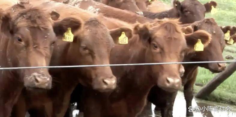 阿根廷牛肉为什么便宜