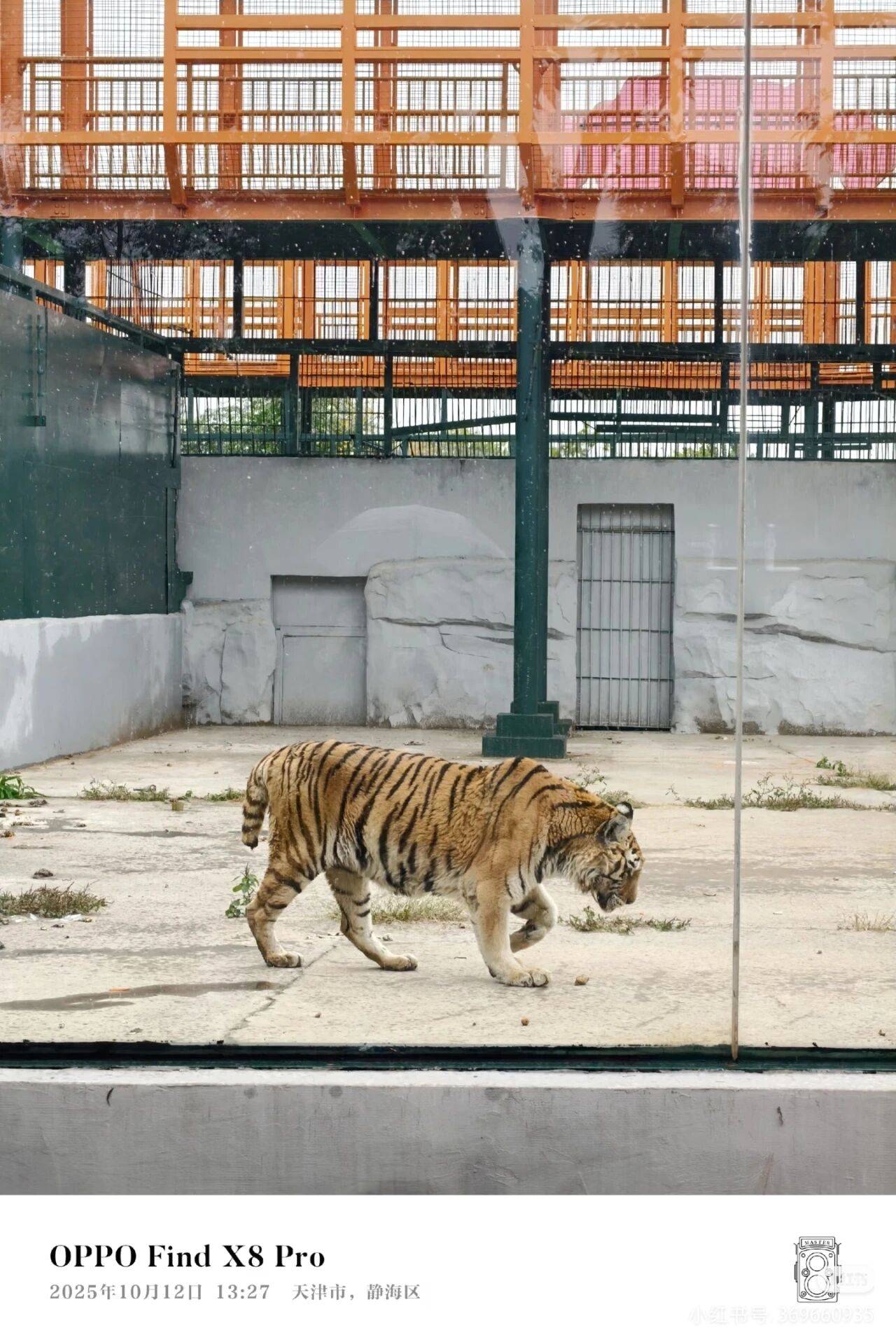 网友拍摄光合谷唯一老虎瘦骨嶙峋,官方紧急回应