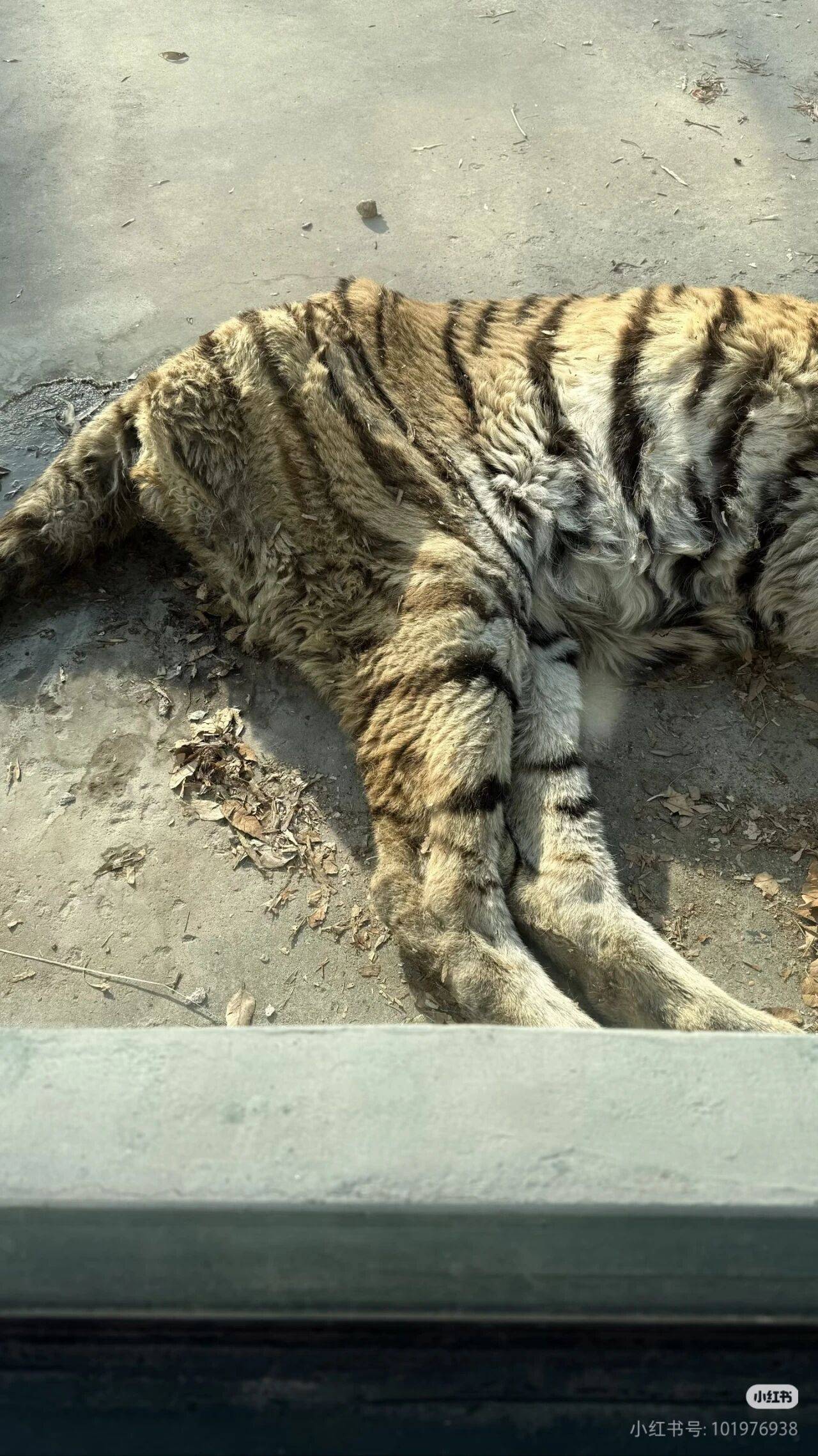 网友拍摄光合谷唯一老虎瘦骨嶙峋,官方紧急回应