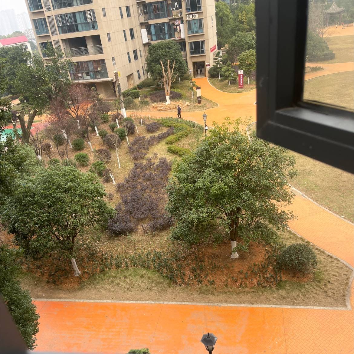 家鸡,你怎么知道回家的路呢?_家犬_记忆力_农户