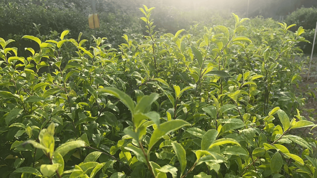 冬青种植基地