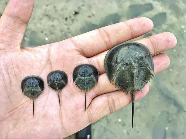 司法守护“中国鲎”的厦【OKX 哈希游戏】区块链加密游戏玩法教程，新手必看！门实践