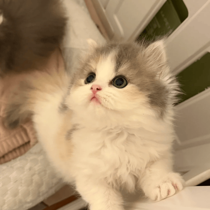 铲屎官小蓝