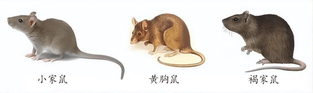 小小鼠类危害大，科学防控是关键_老鼠_传播者_环境