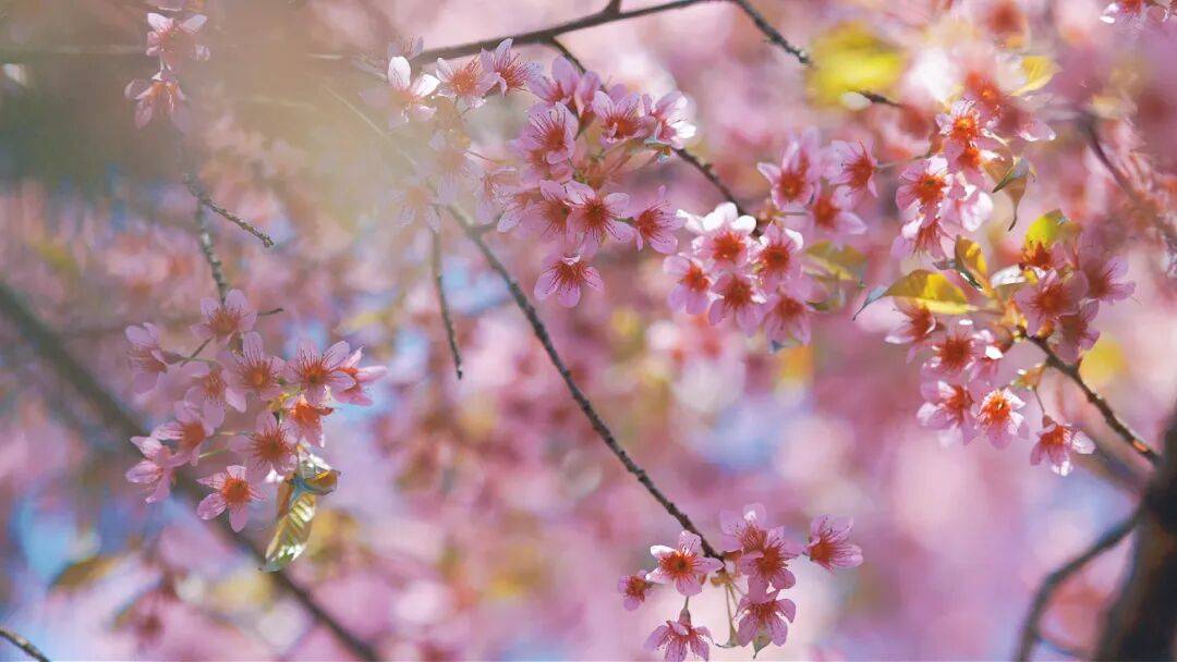 冬樱来信 楚雄的粉色浪漫已上线_樱花开_花枝_光线