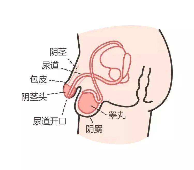 孩子小JJ多长算正常？不同年龄的标准来