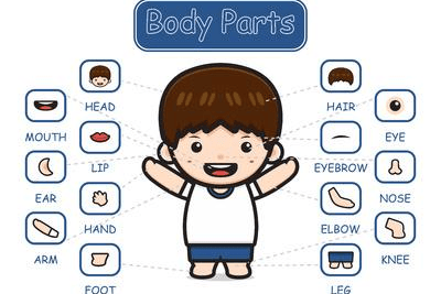 活动报名！“body parts” 一起来认识身体部位_Simon_孩子_常州