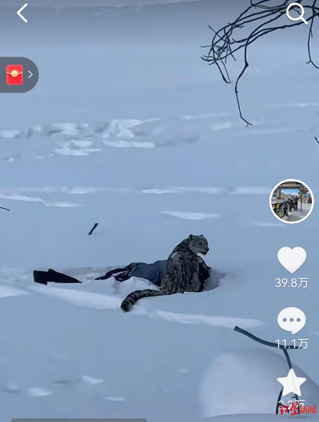 雪豹伤人事件续:伤者已从急诊转至其他科室 村支书称雪豹不常见,或因雪大缺食才下山