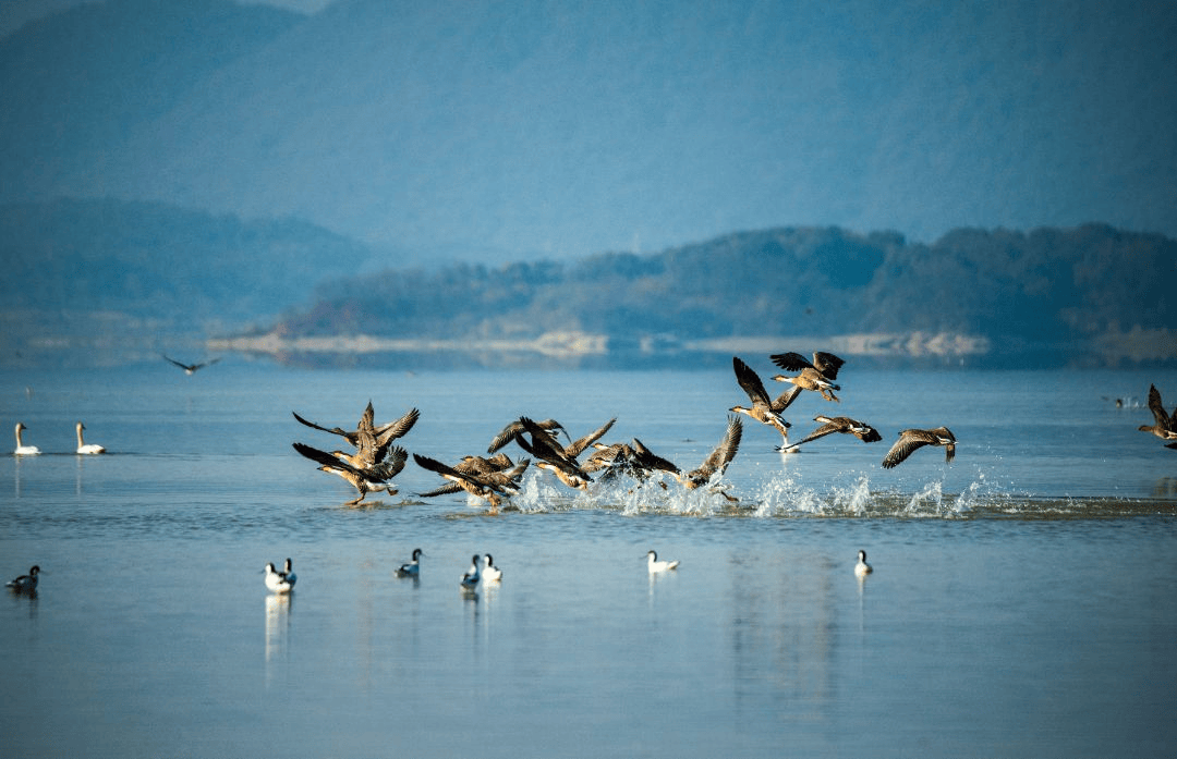 【生态】阳新网湖“重生记”：从飞鸟芦花观一湖碧水归来