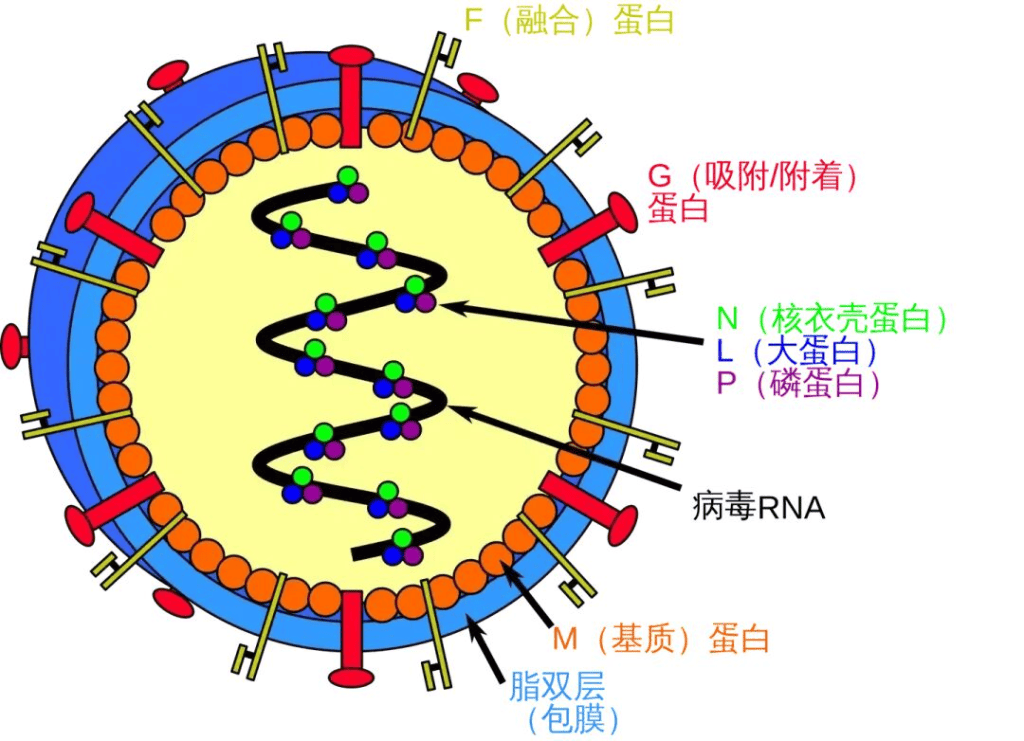 印度出现尼帕病毒疫情 专家：不是新敌人，无需恐慌但应保持敬畏 -华闻时空