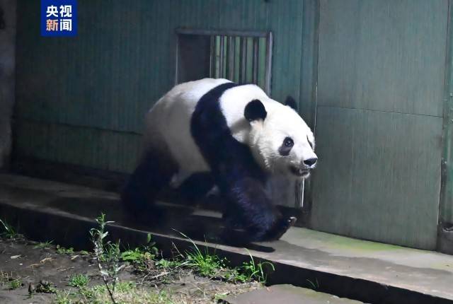 图片[9]-旅日大熊猫“晓晓”“蕾蕾”入住中国大熊猫保护研究中心雅安基地 -华闻时空