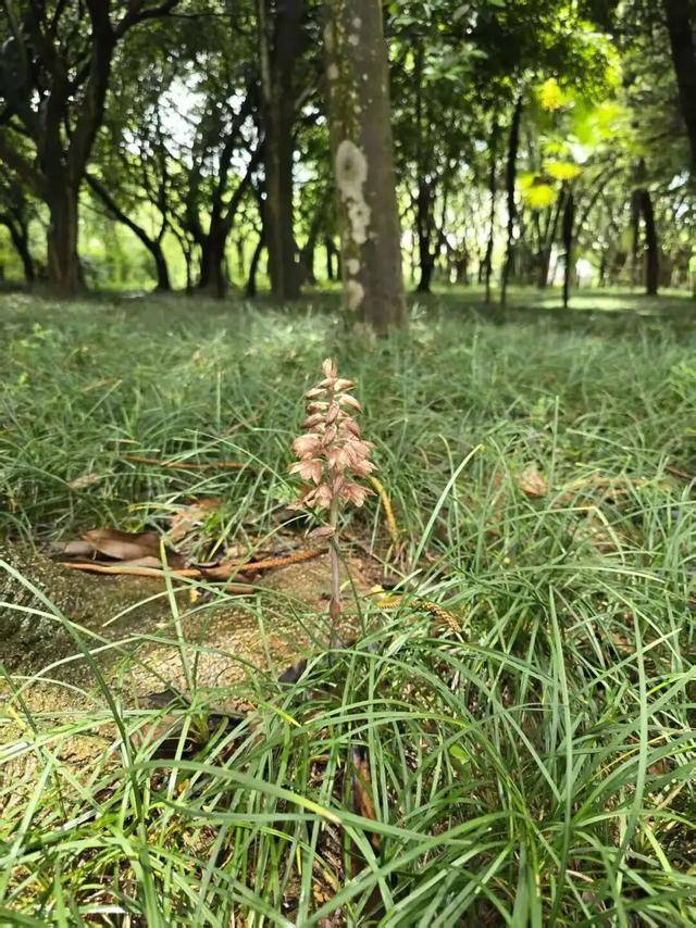 快看!“小精灵”神秘再现,就藏在南山这里~_叶美冠_保护_物种