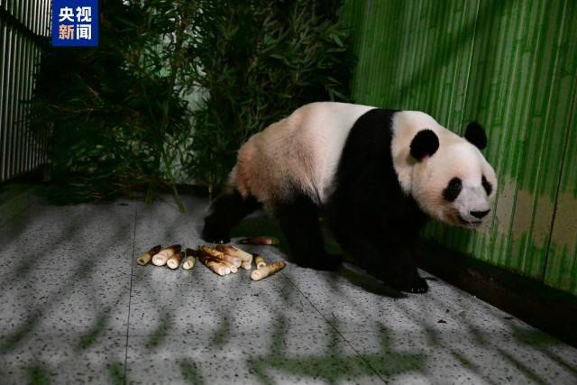 图片[10]-旅日大熊猫“晓晓”“蕾蕾”入住中国大熊猫保护研究中心雅安基地 -华闻时空