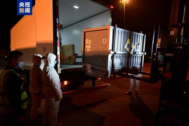 图片[4]-旅日大熊猫“晓晓”“蕾蕾”入住中国大熊猫保护研究中心雅安基地 -华闻时空