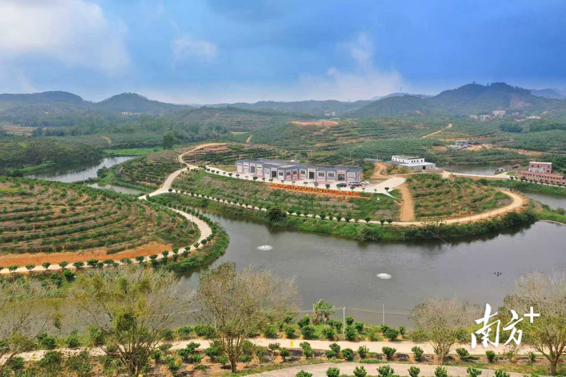 全链赋能化橘红产业激活乡村振兴新动能